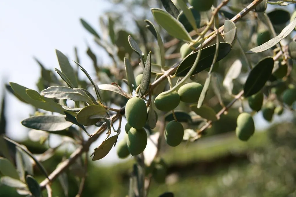 בית חווה הוילה Salionze Agriturismo Corte Marzago איטליה